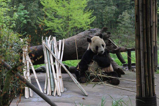 Panda Tour Chengdu Base Dujingyan Center Option Panda Volunteer - Tour Inclusions