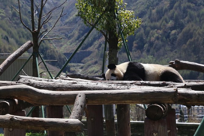 Panda Tour Chengdu Base Dujingyan Center Option Panda Volunteer - Panda Volunteer Program