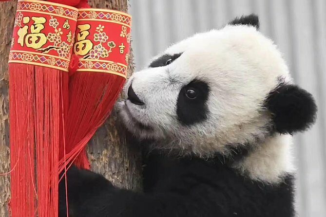Panda Volunteer expperience in Dujiangyan or Wolong Panda Base - The Sum Up
