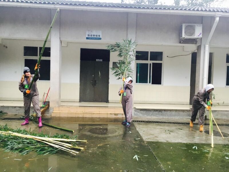 Panda Volunteer Project Day Trip(Wolong/Du Jiang Yan) - Experience and Activities