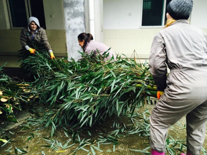Panda Volunteer Project Day Trip(Wolong/Du Jiang Yan) - Tour Conditions