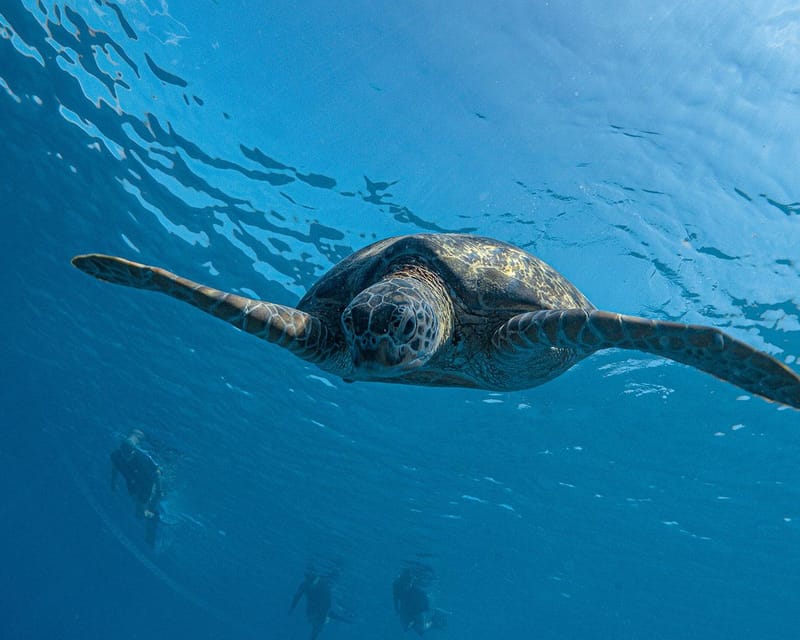 Panglao Bohol: Balicasag Island Hopping & Dolphin Watching - Itinerary and Highlights