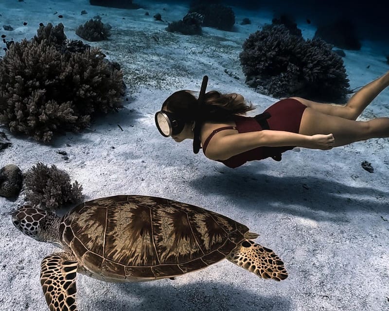 Panglao Bohol: Balicasag Island Hopping & Dolphin Watching - Experience Details