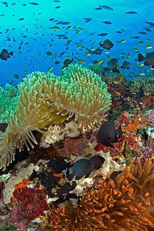 Panglao Bohol: Balicasag Island Hopping & Dolphin Watching - Balicasag Island Exploration