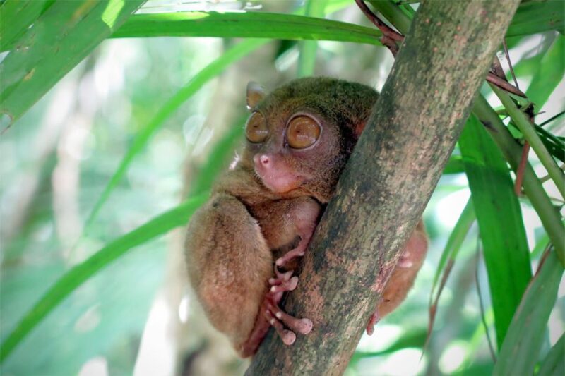 Panglao: Dao, Forests, and Tarsier Sanctuary Tour With Lunch - Key Points