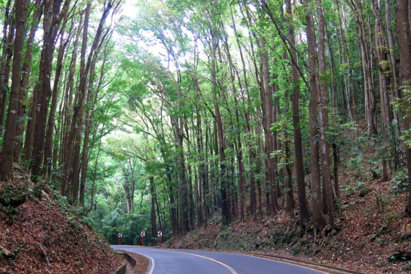 Panglao: Dao, Forests, and Tarsier Sanctuary Tour With Lunch - Itinerary Highlights
