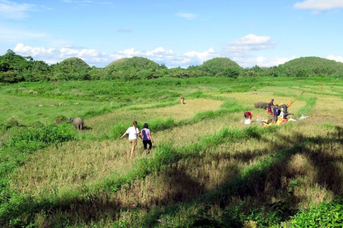 Panglao: Dao, Forests, and Tarsier Sanctuary Tour With Lunch - Chocolate Hills and Waterfall Visit
