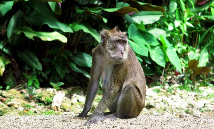 Panglao: Dao, Forests, and Tarsier Sanctuary Tour With Lunch - Inclusions and What to Bring