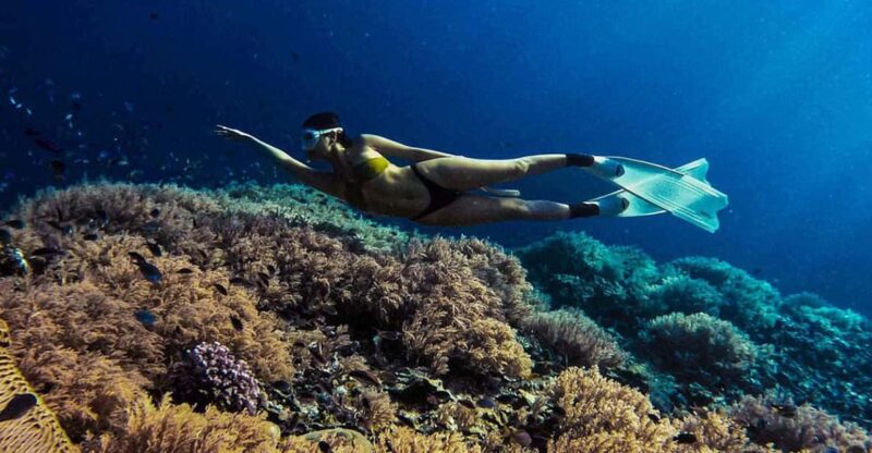 Panglao: Napaling Reef and Sardines Freediving Experience - Key Points
