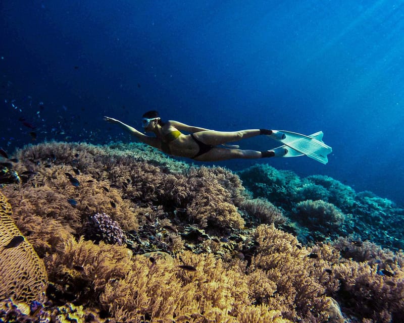 Panglao: Napaling Reef and Sardines Freediving Experience - Highlights of the Experience