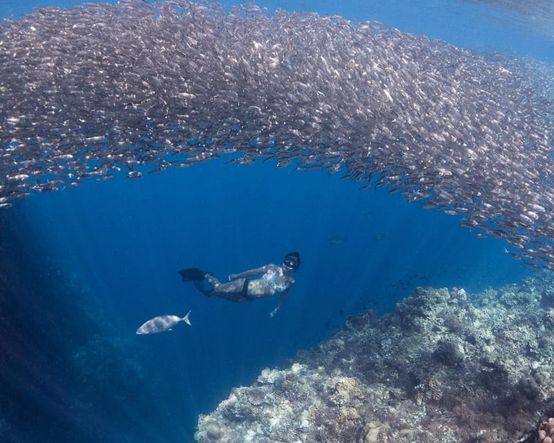 Panglao: Napaling Reef and Sardines Freediving Experience - Suitability and Requirements
