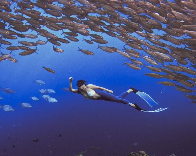 Panglao: Napaling Reef and Sardines Freediving Experience - Guided Tour and Services