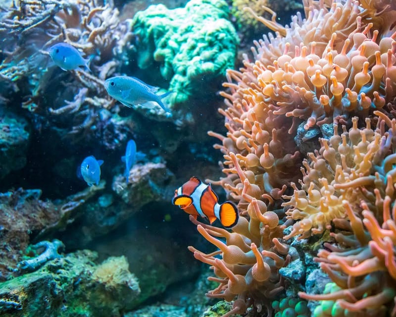 Panglao: Snorkeling at Napalingreef With Sardines Experience - Key Points