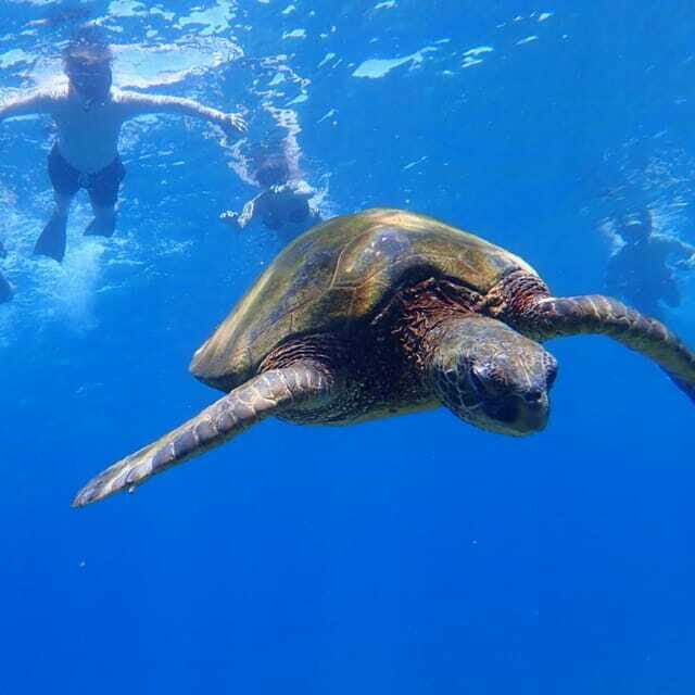 Panglao:Balicasag Island Tour with Turtle & Dolphin Watching - Final Thoughts