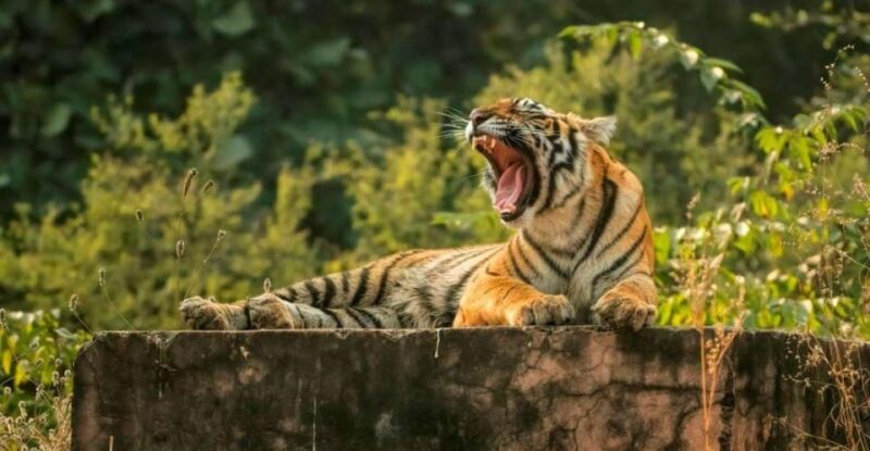 Panna Tiger Reserve Safari Booking Official - Tiger Safari Experience