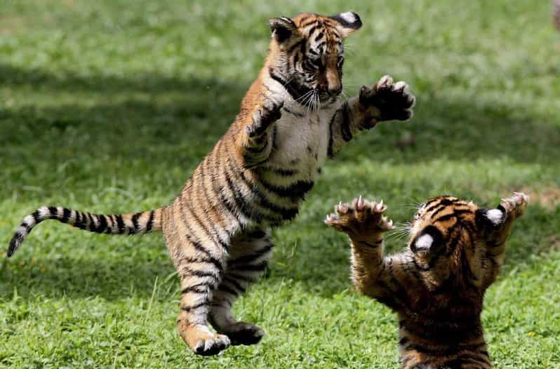 Panna Tiger Reserve Safari Booking Official - Safari Regulations and Conservation