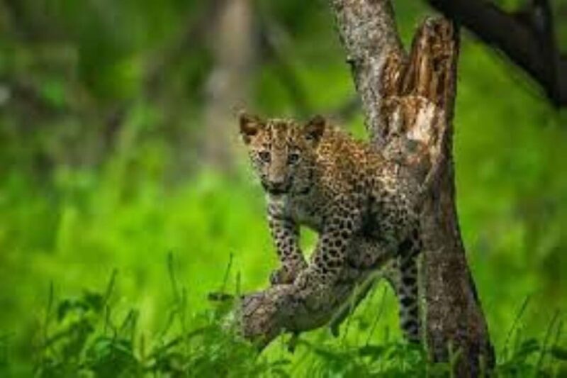 Panna Tiger Reserve Safari Booking Official - Location and Transportation