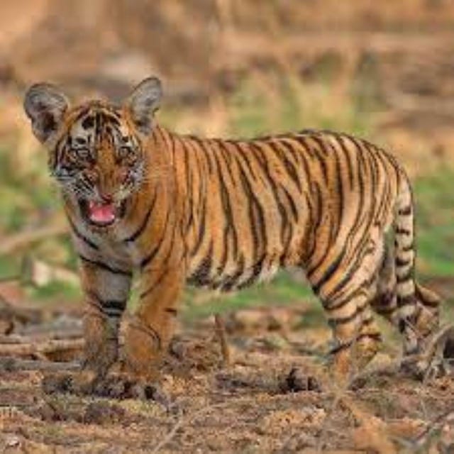 Panna Tiger Reserve Safari Booking Official - What to Expect During the Safari