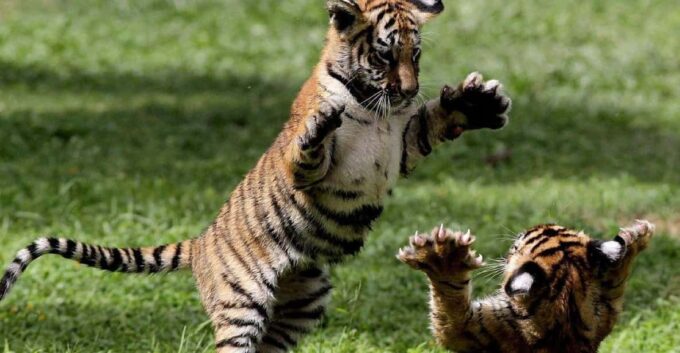 Panna Tiger Reserve Safari Booking Official - Wildlife Sightings and Photography