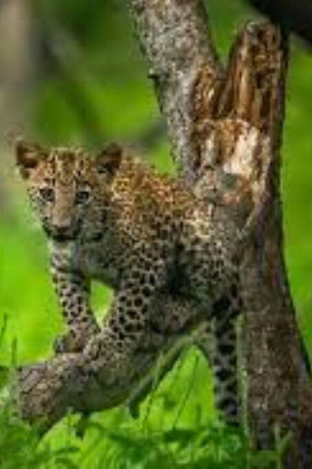 Panna Tiger Reserve Safari Booking Official - Additional Safari Information