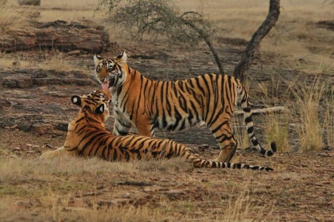 Panna Tiger Reserve Safari Booking Official - Frequently Asked Questions