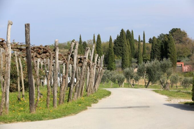 Panoramic Piran and Salt Pans: E-Bike Boutique Tour - Optional Tastings