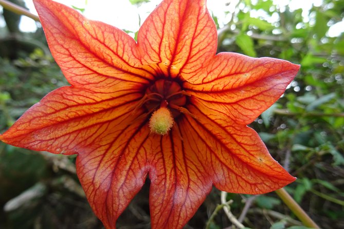Panoramic Route Across the Teno Rural Park in Tenerife - Meeting and Departure Details