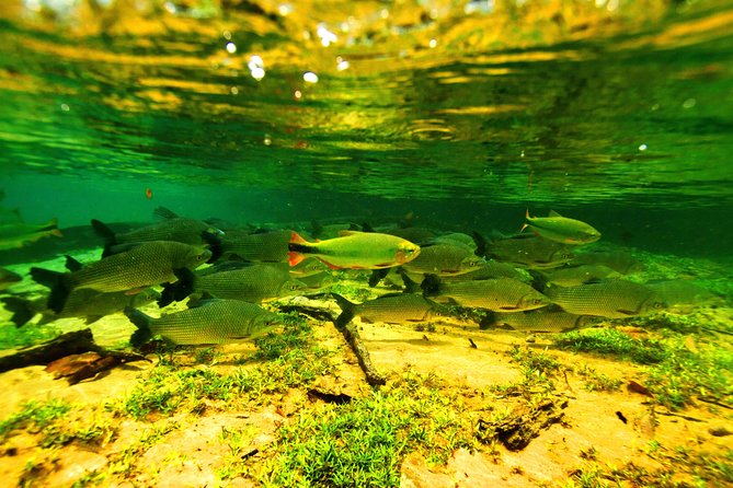 Pantanal & Bonito - Private Multi Day Tour - Itinerary Highlights