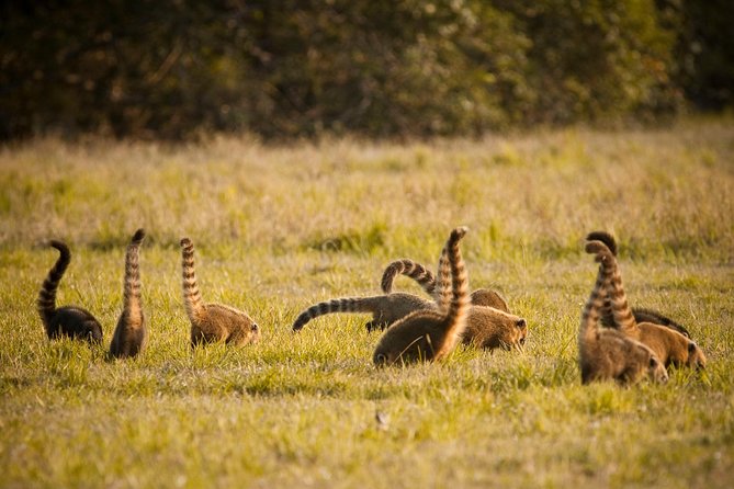 Pantanal & Bonito - Private Multi Day Tour - Activities and Experiences