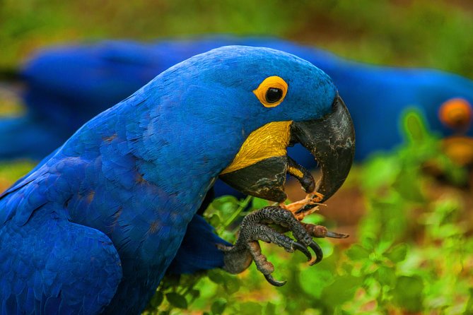 Pantanal & Bonito - Private Multi Day Tour - Accommodation