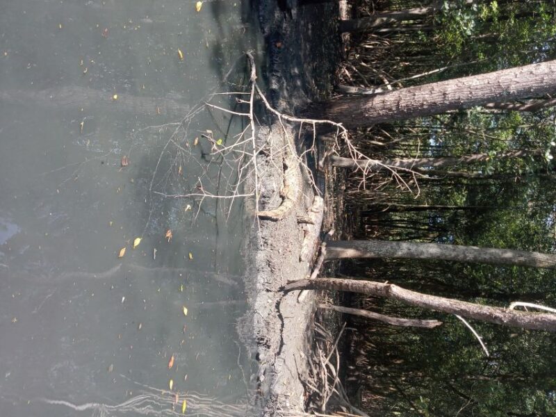 Pantanal of Rio De Janeiro - Inclusions