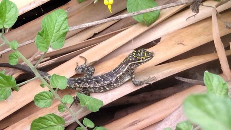 Pantanos De Villa Wildlife Refuge Tour in Lima - Specialized Guides and Expertise