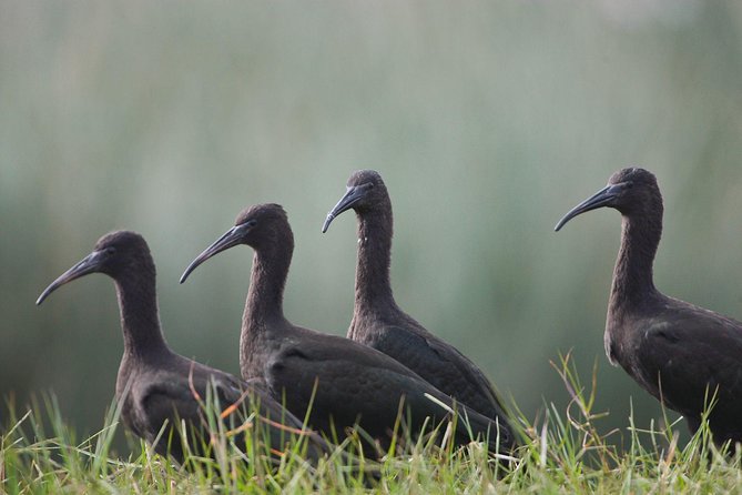 Pantanos De Villa Wildlife Refuge Tour in Lima - Included in the Tour