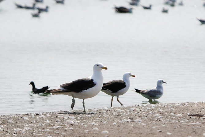 Pantanos De Villa Wildlife Refuge Tour in Lima - Booking Information