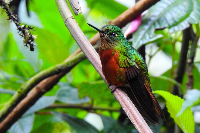 Papallacta Hot Spring, Guango Birdwatching Reserve Private Tour - Transportation Included