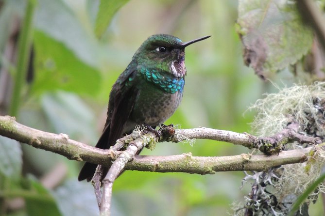 Papallacta Hot Springs and Hummingbirds Farm Day Tour - Meeting and Pickup