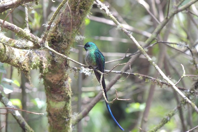 Papallacta Hot Springs and Hummingbirds Farm Day Tour - Health and Safety