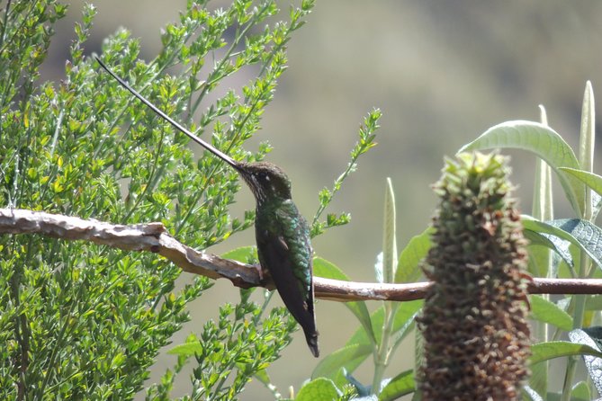 Papallacta Hot Springs and Hummingbirds Farm Day Tour - Exploring Papallacta Hot Springs