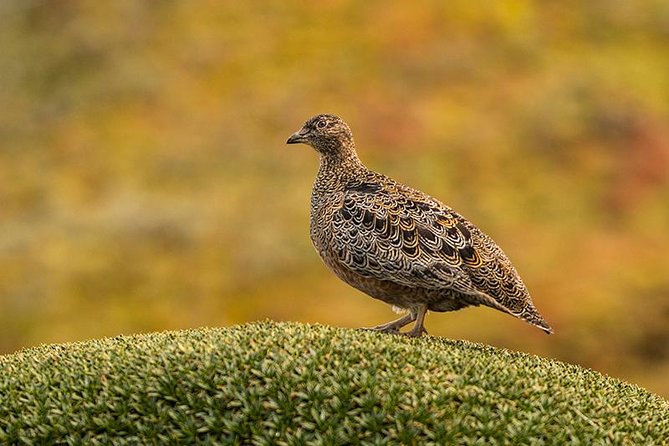 Papallacta Pass - Cayambe Coca National Park & Guango Cloud Forest Reserve - Key Points