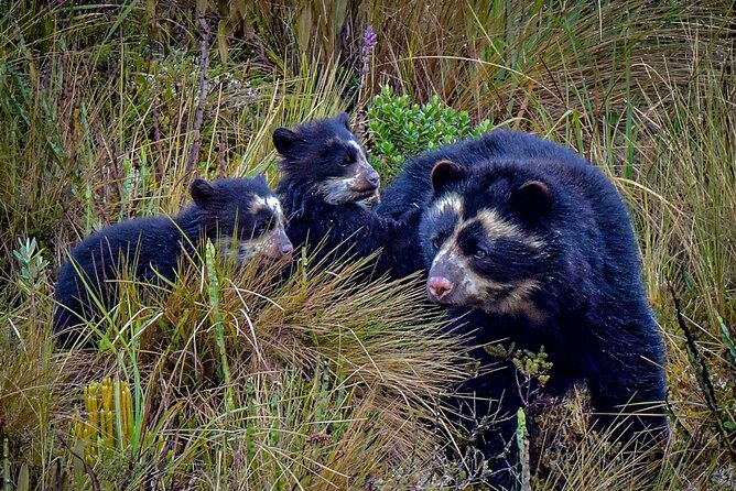 Papallacta Pass - Cayambe Coca National Park & Guango Cloud Forest Reserve - Breathtaking Volcano Views