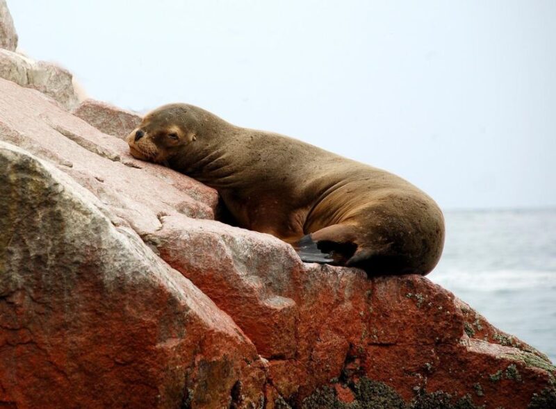 Paracas: Ballestas Islands Guided Boat Tour All Inclusive - Key Points
