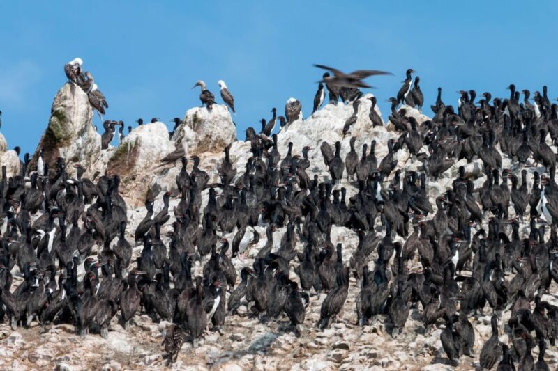 Paracas: Ballestas Islands Guided Boat Tour All Inclusive - Highlights and Inclusions
