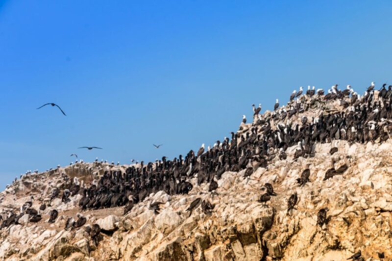 Paracas: Ballestas Islands Guided Boat Tour All Inclusive - Scenic Natural Formations