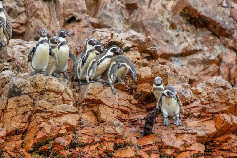 Paracas: Ballestas Islands Morning Boat Tour - Tour Overview
