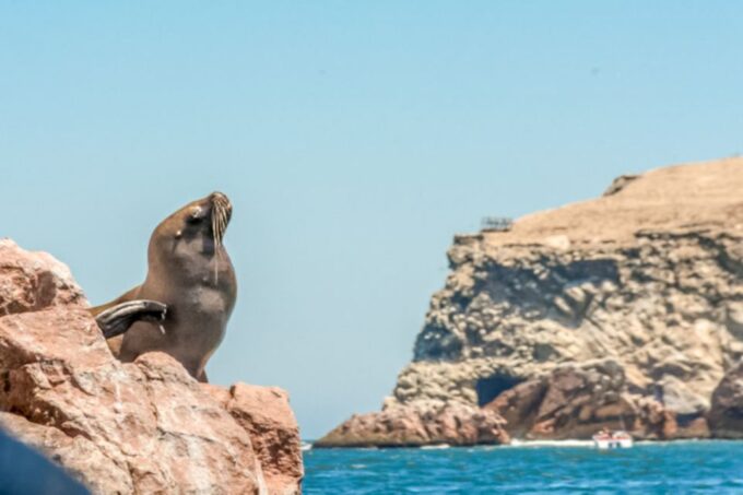 Paracas: Ballestas Islands Morning Boat Tour - Customer Feedback