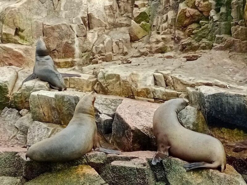Paracas: Ballestas Islands & Paracas National Reserve - Itinerary and Activities