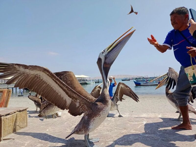 Paracas: Ballestas Islands & Paracas National Reserve - Highlights and Experience