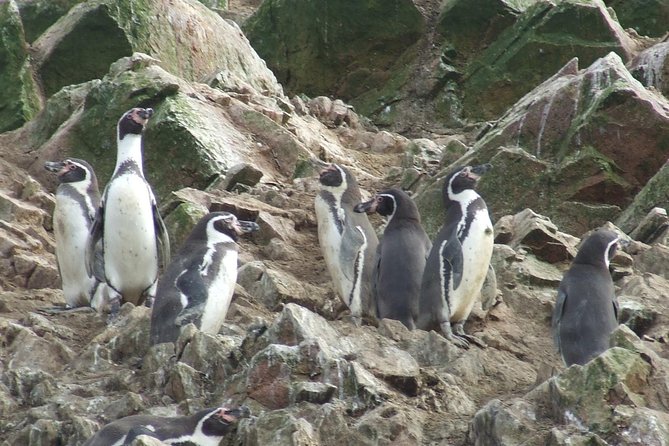 Paracas Full Day: Islas Ballestas, National Park and Sandboarding in Paracas - Meeting and Pickup Information