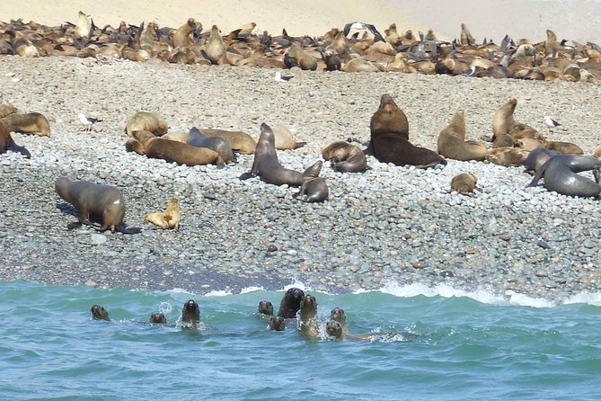 Paracas Full Day: Islas Ballestas, National Park and Sandboarding in Paracas - Meeting and Pickup Information