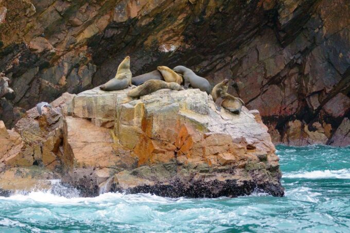 Paracas Islands & Huacachina Oasis in Ica-Adventure&Wildlife - Important Considerations